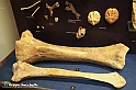 VBS_9103 - Museo Paleontologico - Asti